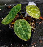 Anthurium forgetii