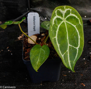 Anthurium forgetii