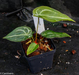 Anthurium forgetii