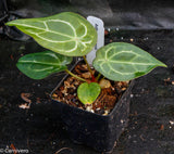 Anthurium forgetii