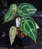 Anthurium forgetii