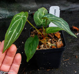 Anthurium forgetii