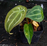 Anthurium forgetii