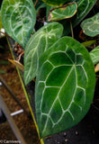 Anthurium forgetii (silver)