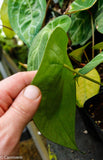 Anthurium forgetii (silver)