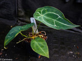 Anthurium forgetii