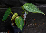 Anthurium forgetii