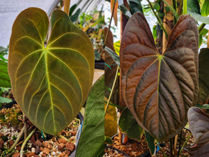 Anthurium Indo Hoffmannii x papillilaminum, CAR-0379