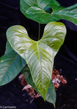 Anthurium ivanportillae