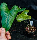 Anthurium ivanportillae