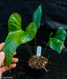 Anthurium ivanportillae