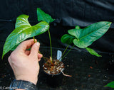 Anthurium ivanportillae