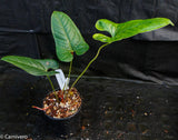 Anthurium ivanportillae