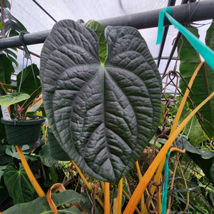 Anthurium Jungle Giant x luxurians