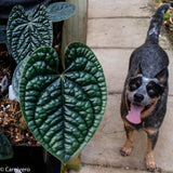 Anthurium luxurians