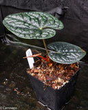 Anthurium luxurians