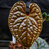 Anthurium luxurians