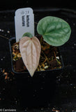 Anthurium luxurians