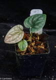 Anthurium luxurians