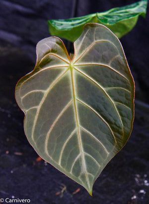 Anthurium magnificum - Exact Plant