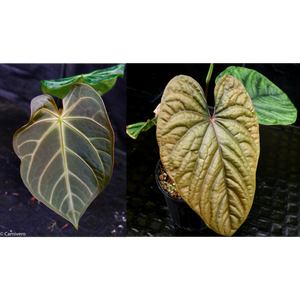 Anthurium magnificum x debilis, CAR-0369