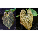 Anthurium magnificum x debilis, CAR-0369