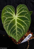 Anthurium magnificum - Exact Plant