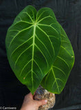 Anthurium magnificum - Exact Plant