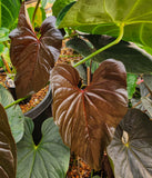 Anthurium moodeanum, CAR-0275