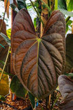 Anthurium papillilaminum (SC1 x SC2), CAR-0272