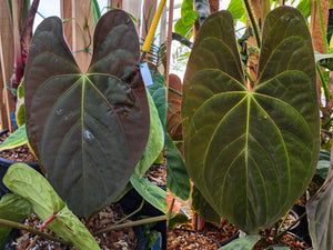 Anthurium papillilaminum (SC1 x SC2), CAR-0272