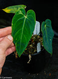 Anthurium queremalense