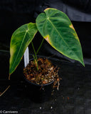 Anthurium queremalense