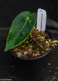 Anthurium queremalense