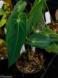 Anthurium queremalense