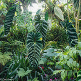 Anthurium recavum