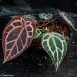 Anthurium "Red Crystallinum"