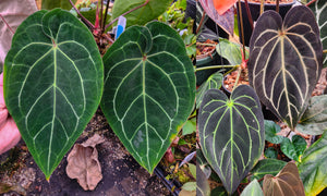 Anthurium "Red Crystallinum" x carlablackiae, CAR-0310