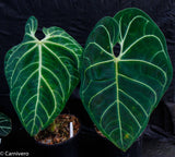 Anthurium regale