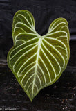 Anthurium regale (seedlings)