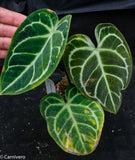 Anthurium regale