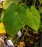 Anthurium rugulosum