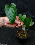 Anthurium decipiens