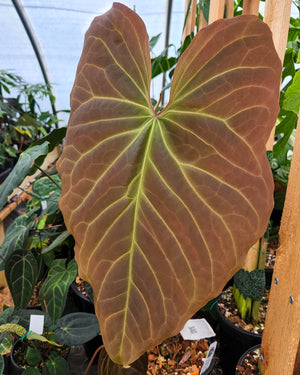 Anthurium sp. nov Peru "magnificum OA"