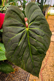 Anthurium sp. nov Peru "magnificum OA"