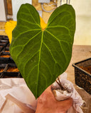 Anthurium sp. nov Peru "magnificum OA"