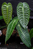 Anthurium veitchii, King Anthurium