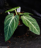 Anthurium villenaorum