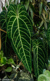 Anthurium warocqueanum, Queen Anthurium