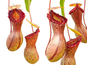 Nepenthes ventricosa Madja-as, BE-3278